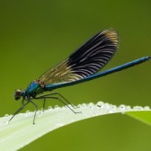 libelle vierkant.jpg